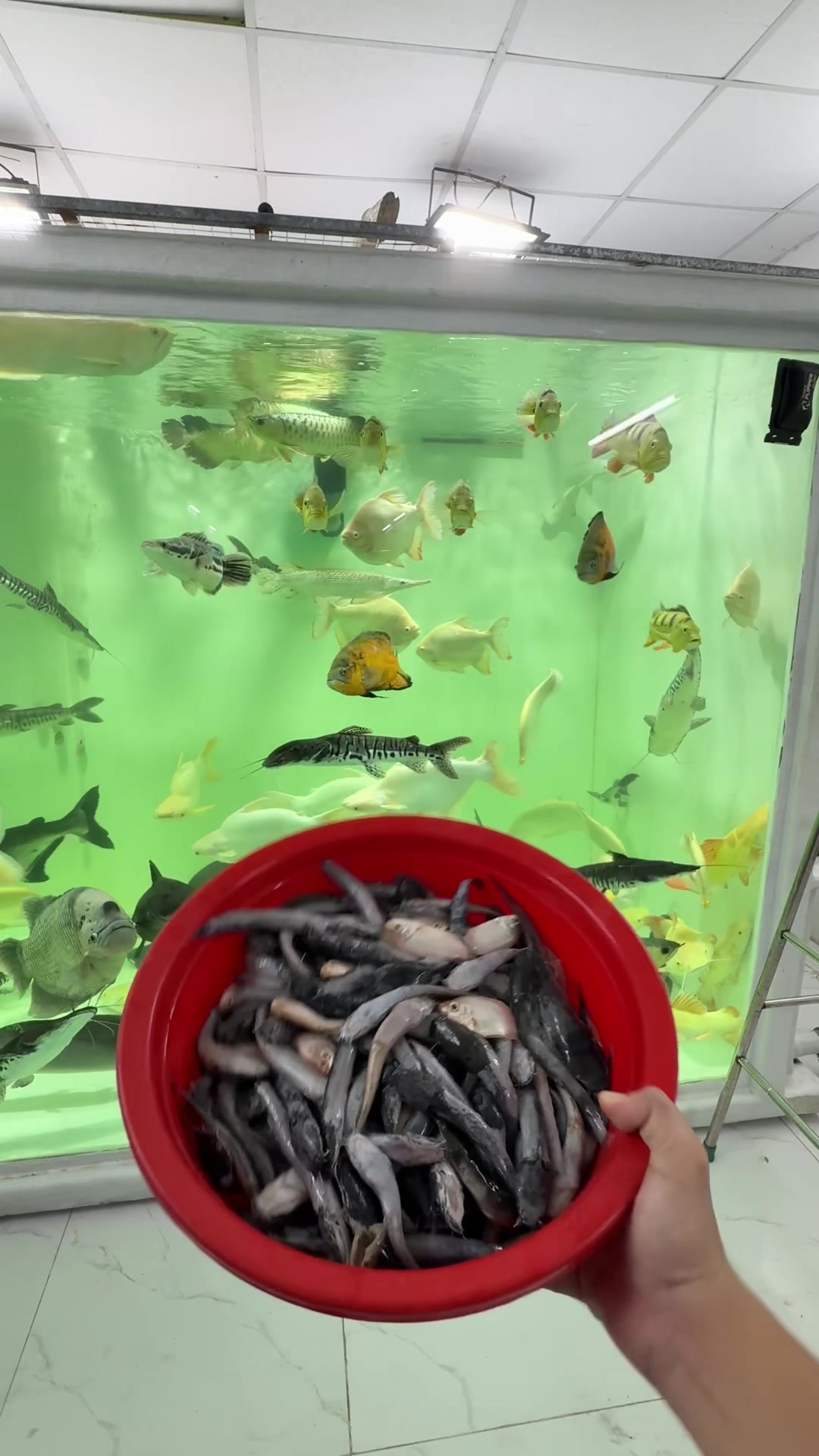 @Phát Đạt Bán Cá 😎🐠🦈
