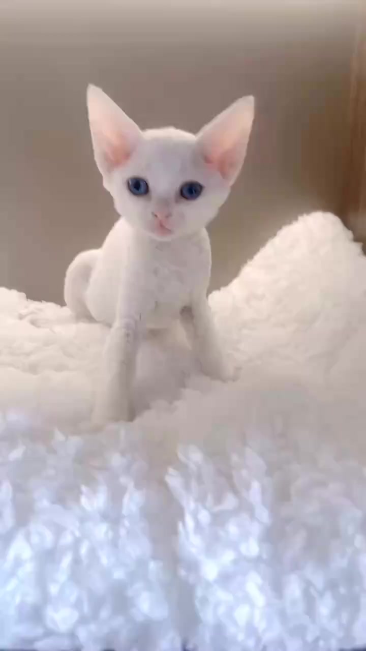 @furry kids