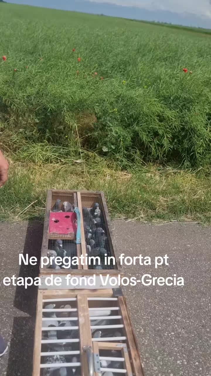 @Floryn Ionescu