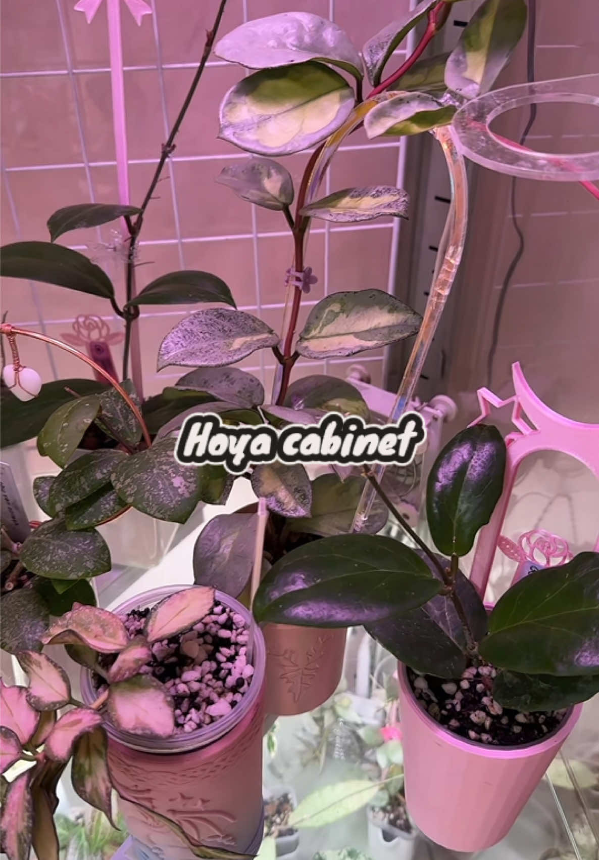 @Erin Keys - TheBoujeeGreenhous