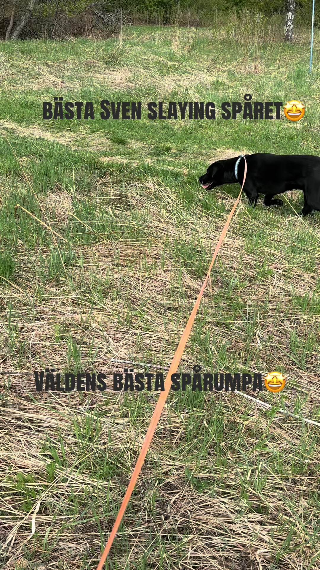 @dutch_lab_stories