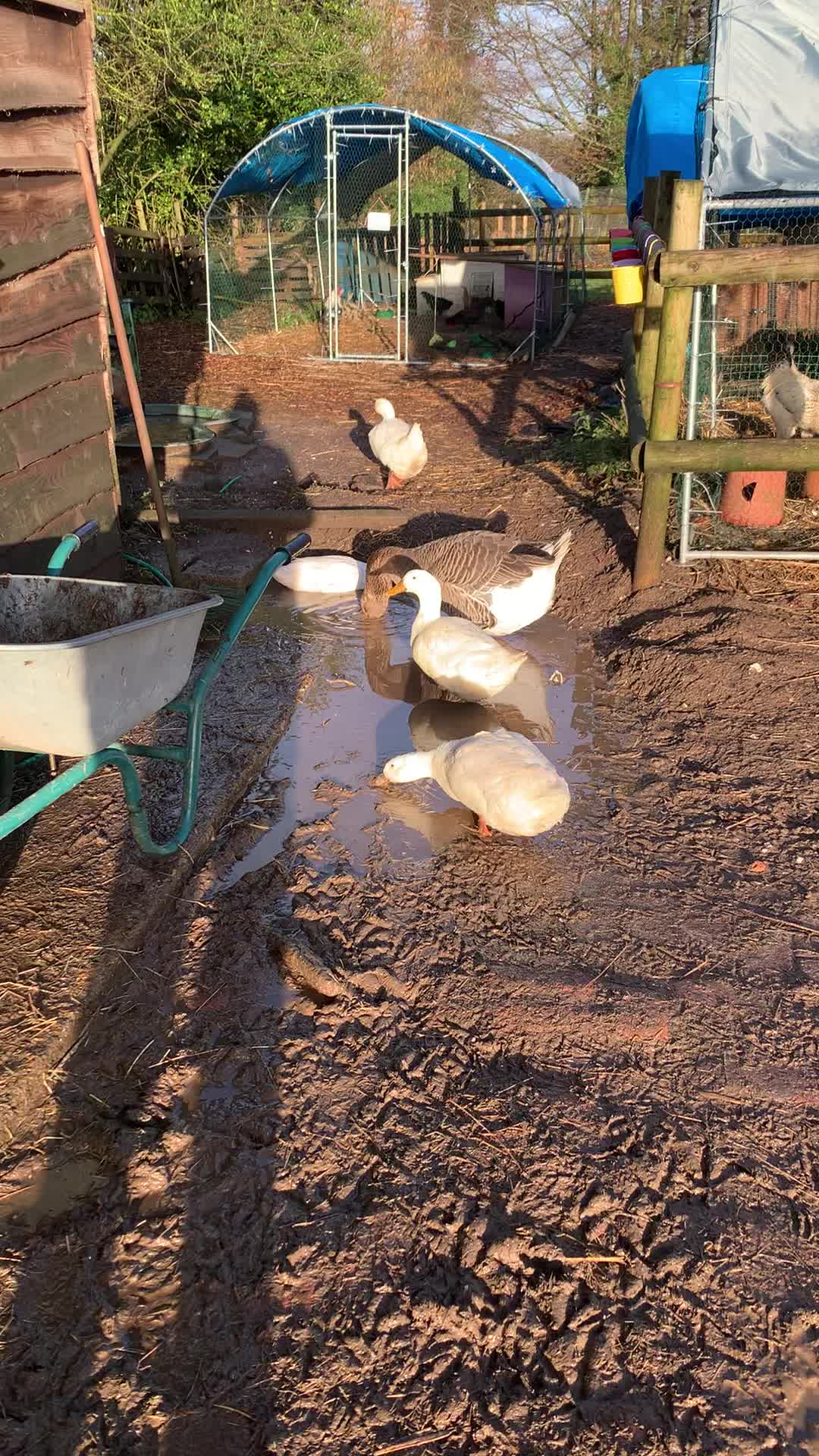 @Walnut Tree Farm