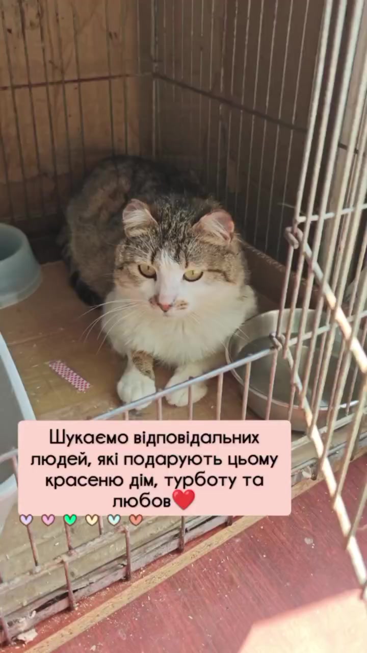 @КотоДім Cat House