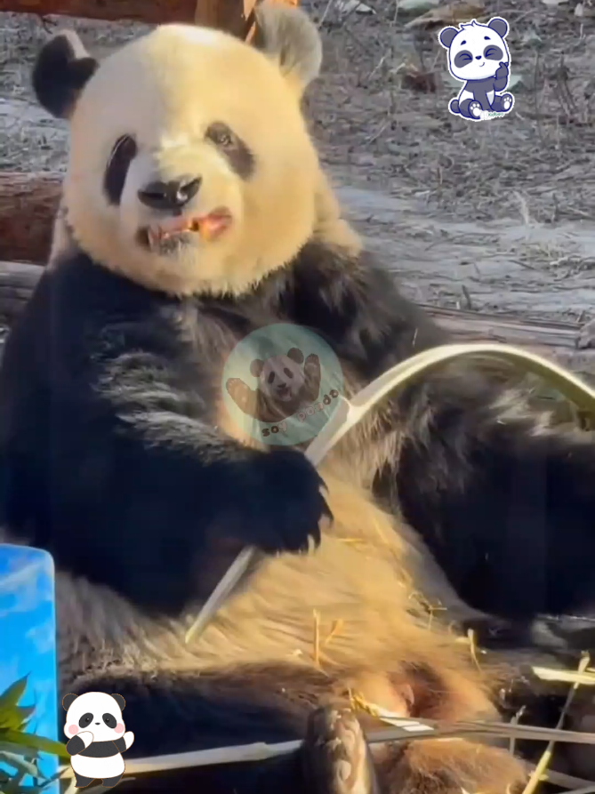 @Pandavibes