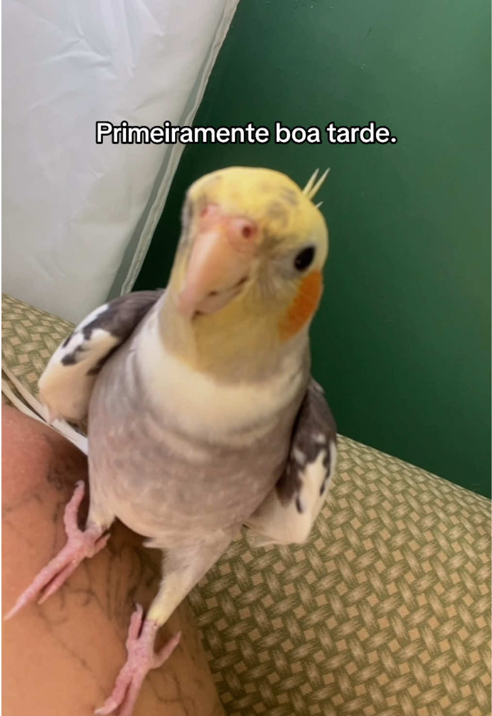 @juliabartoloo