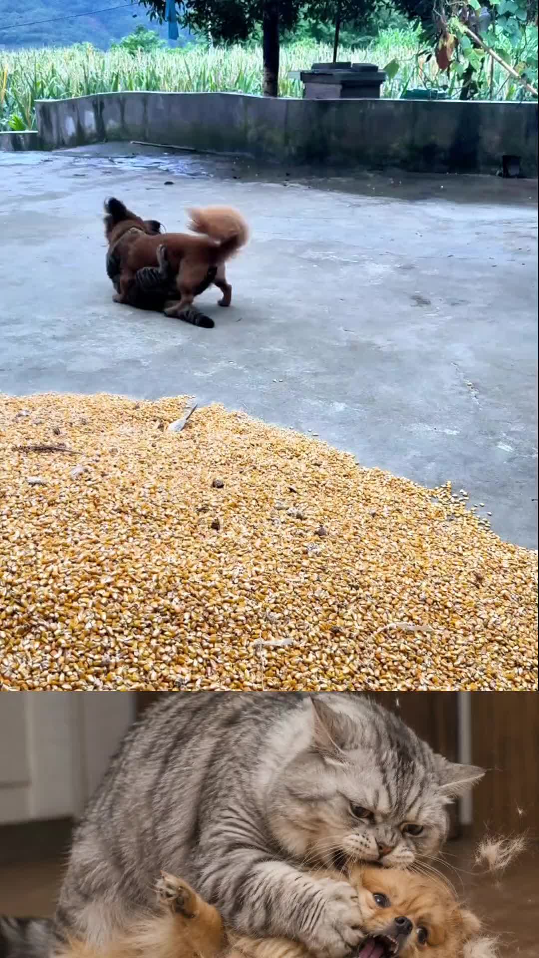 @videos animals funny
