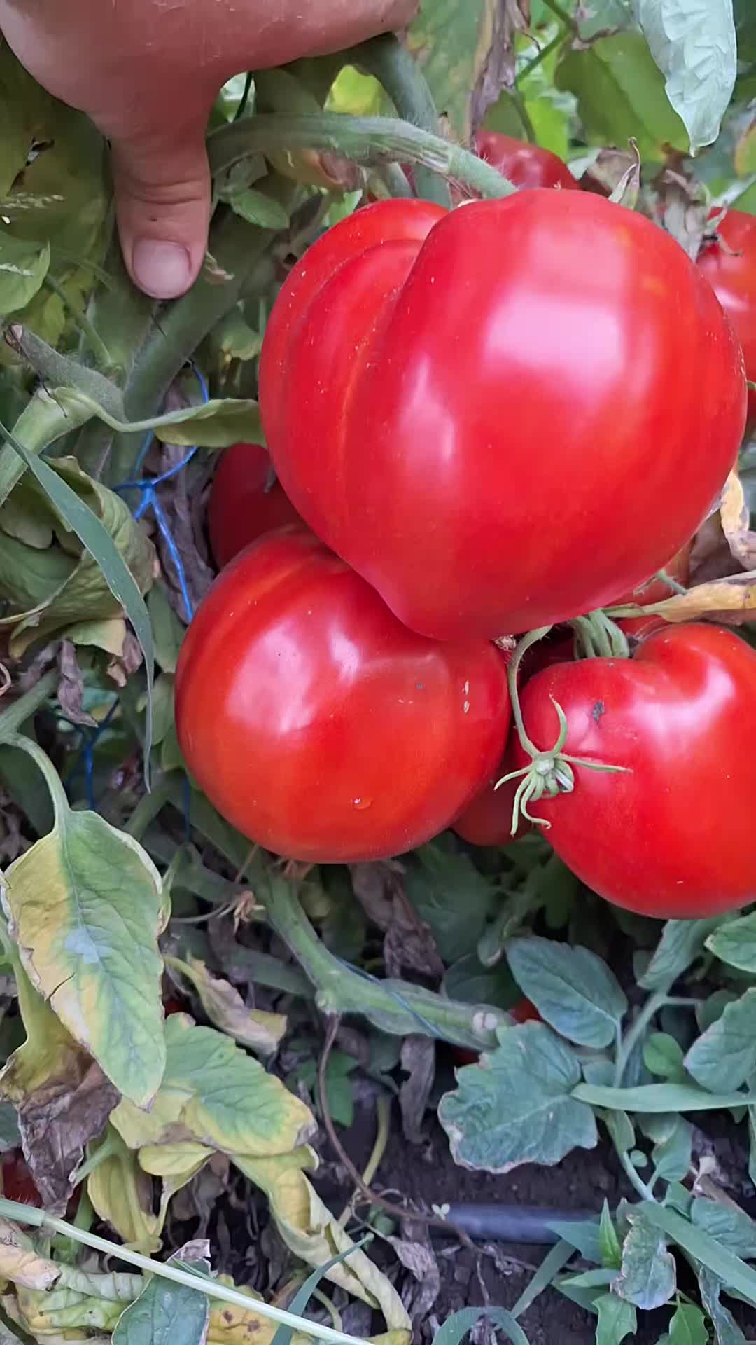 @Gradina Olteanului Enciu Doru
