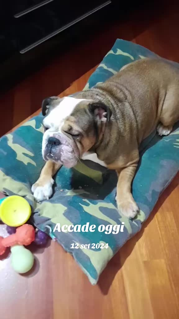 @Cri🐾M❤️rghy🐾labulla❤️
