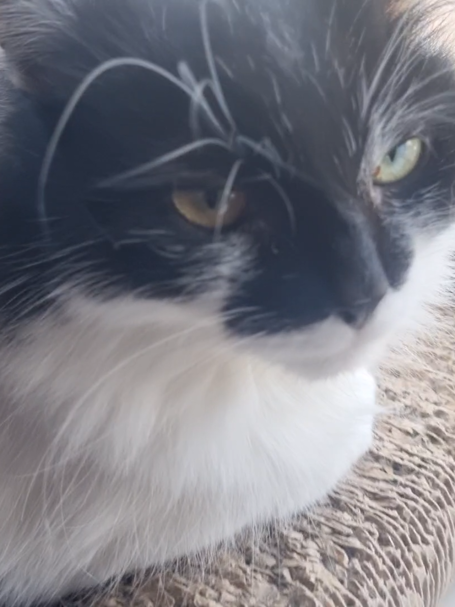 @2catlife