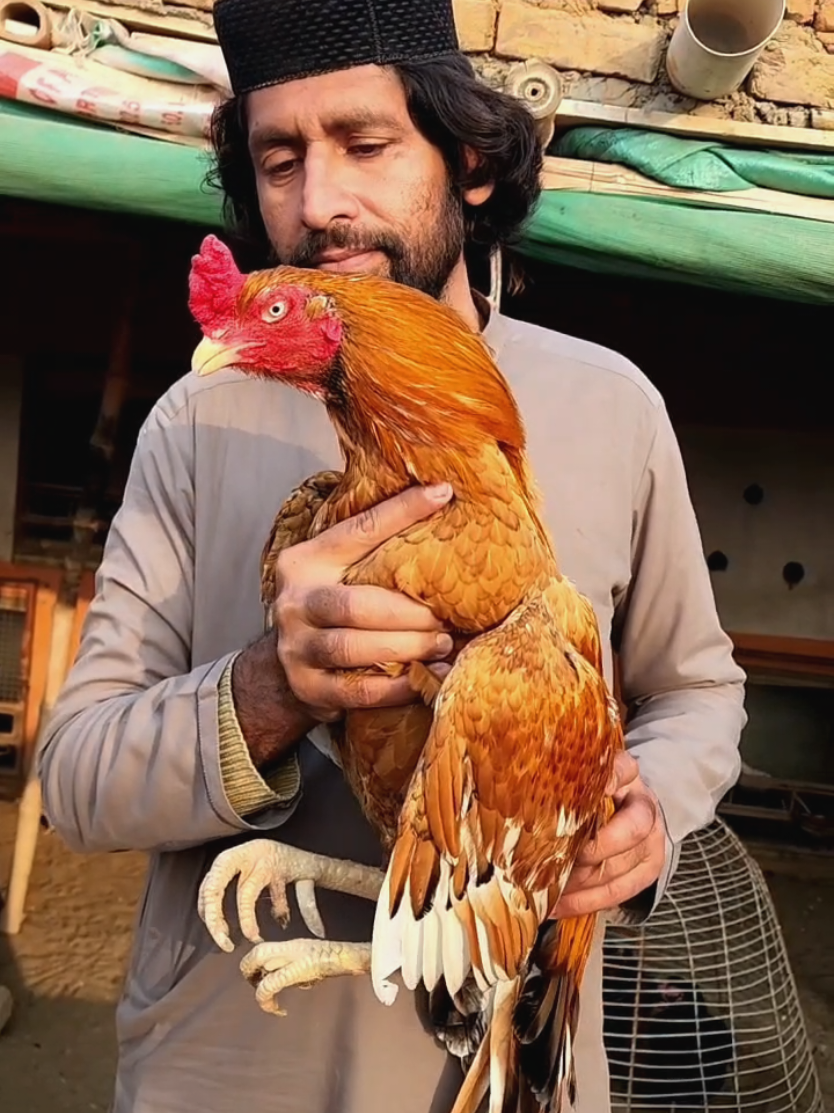 @Sajjad Aseel Farm
