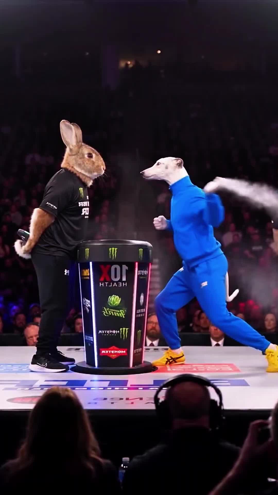 @animolfacts
