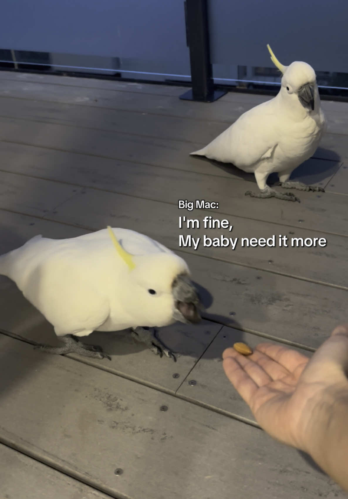 @aussie.cockatoo