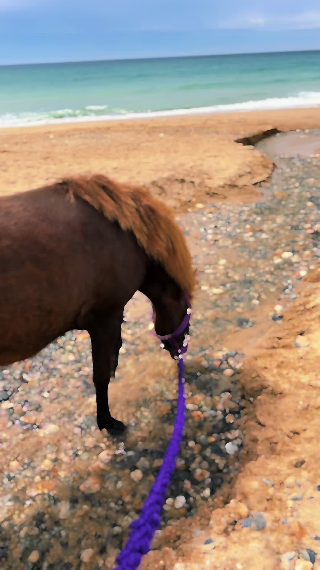 @horsetiktoc
