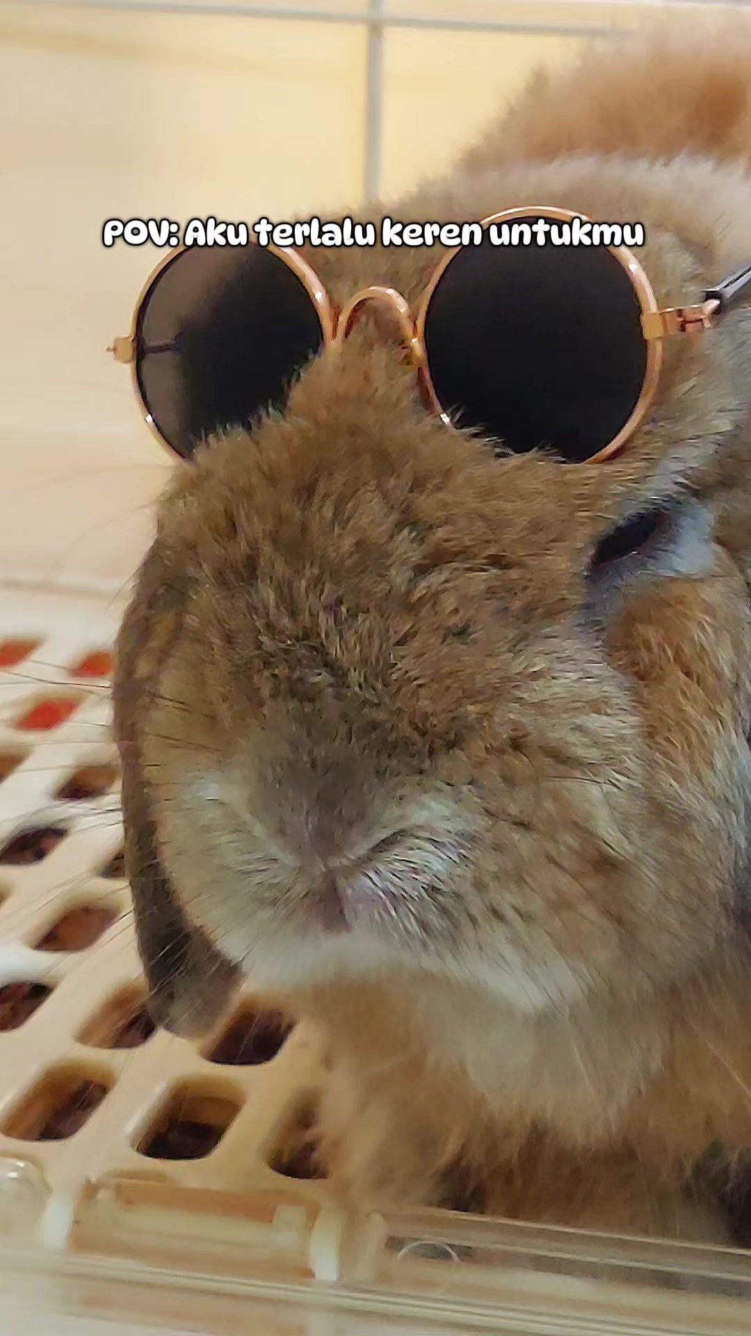 @Zada The Bunny