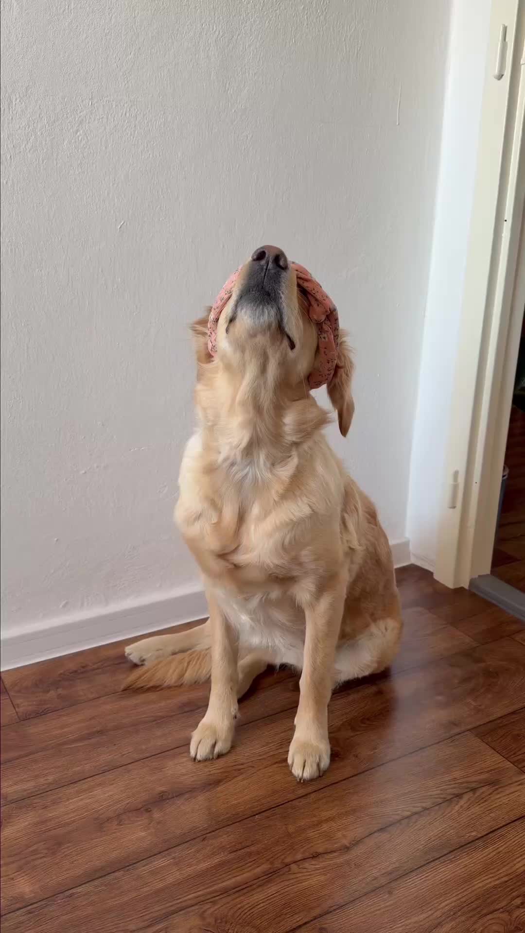 @animall_cz