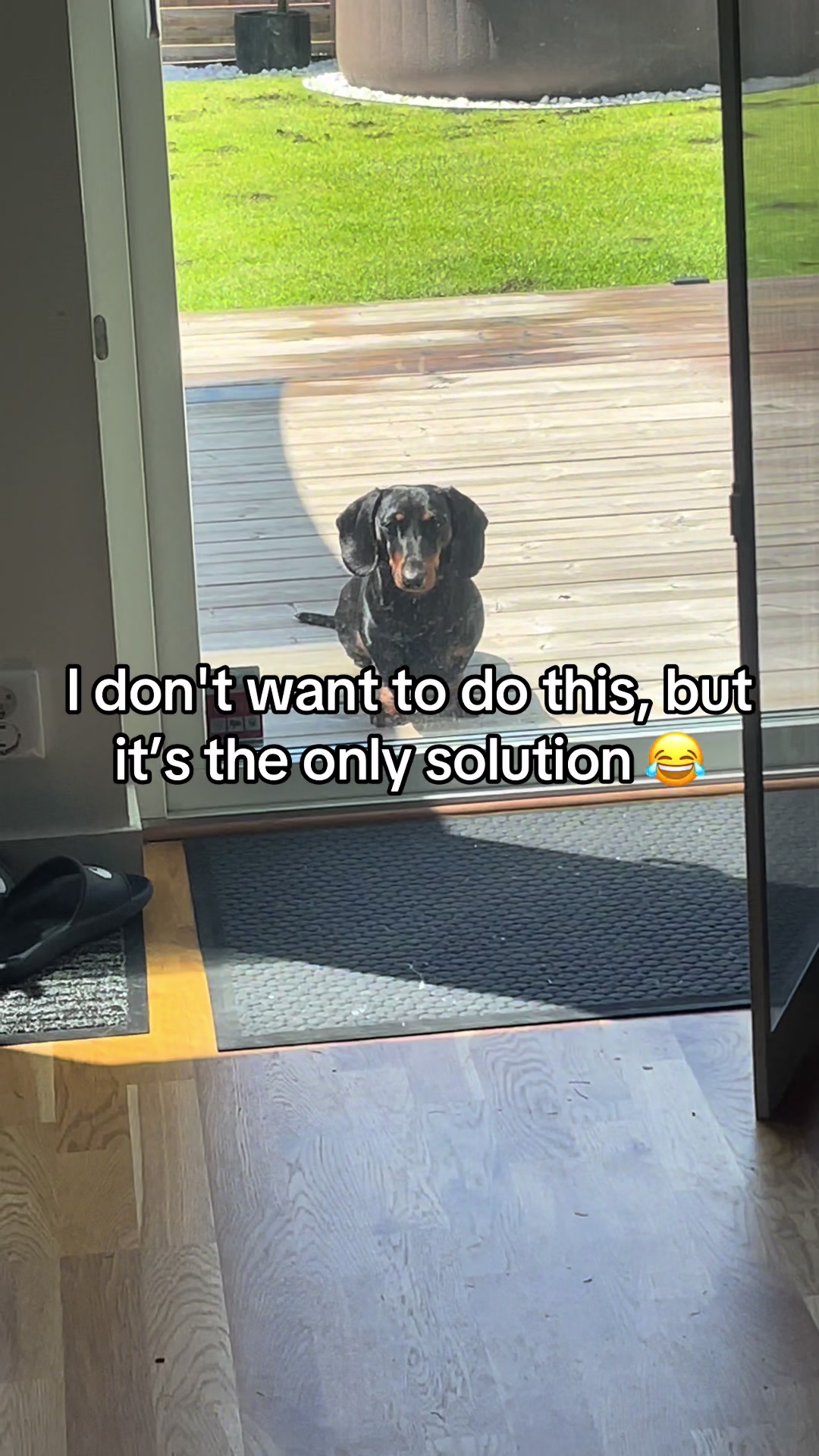 @Nils The Mini Dachshund     🌭