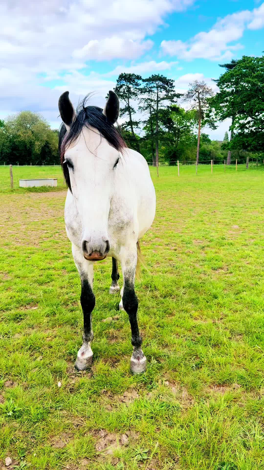 @Slough horses
