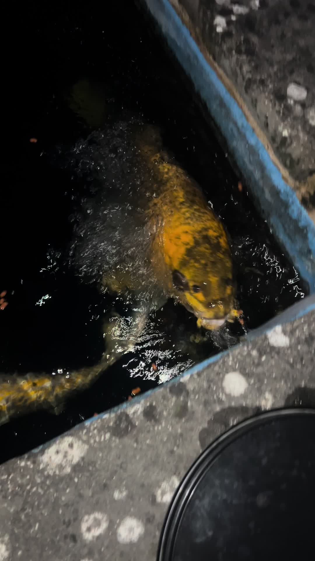 @Kev’s Koi