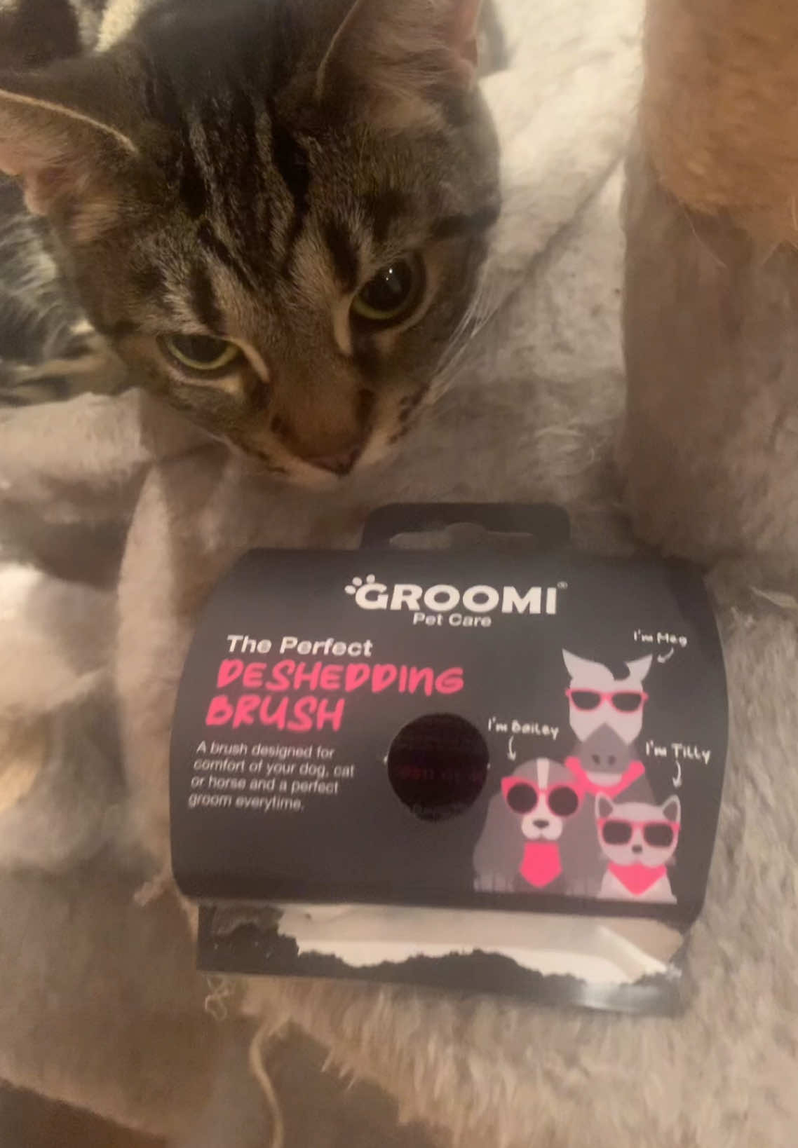 @Miracle Kittens