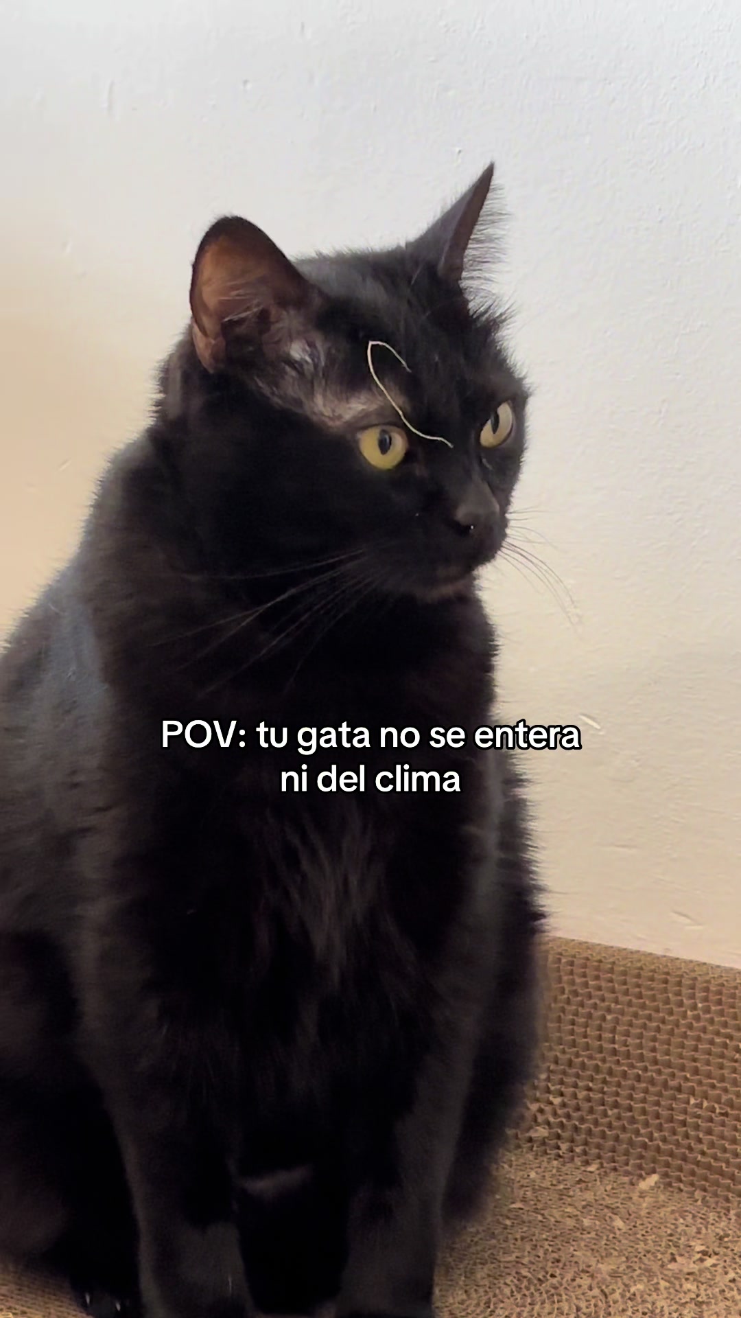 @BlackCatsMatter