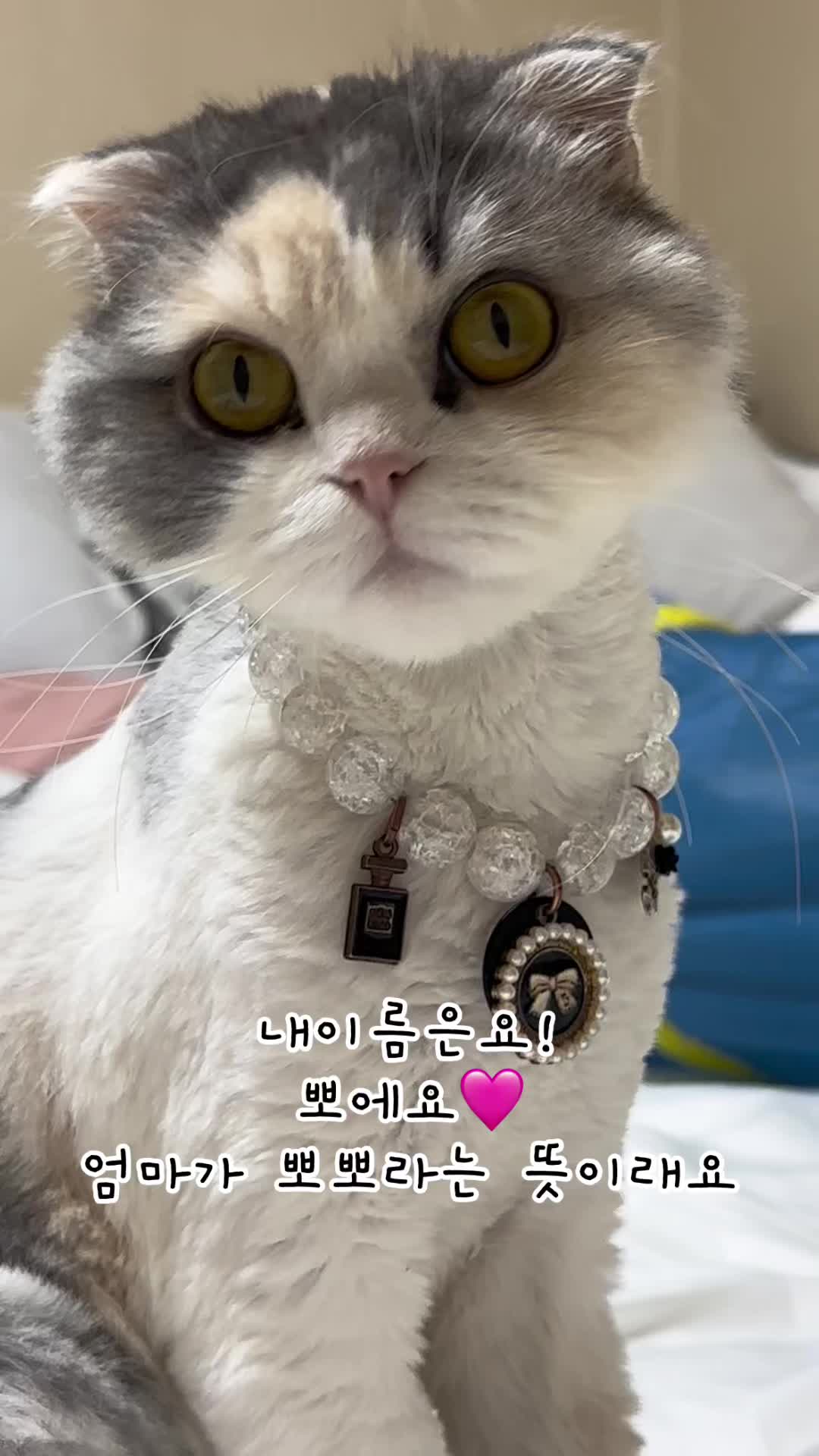 @미용실 고양이 뽀