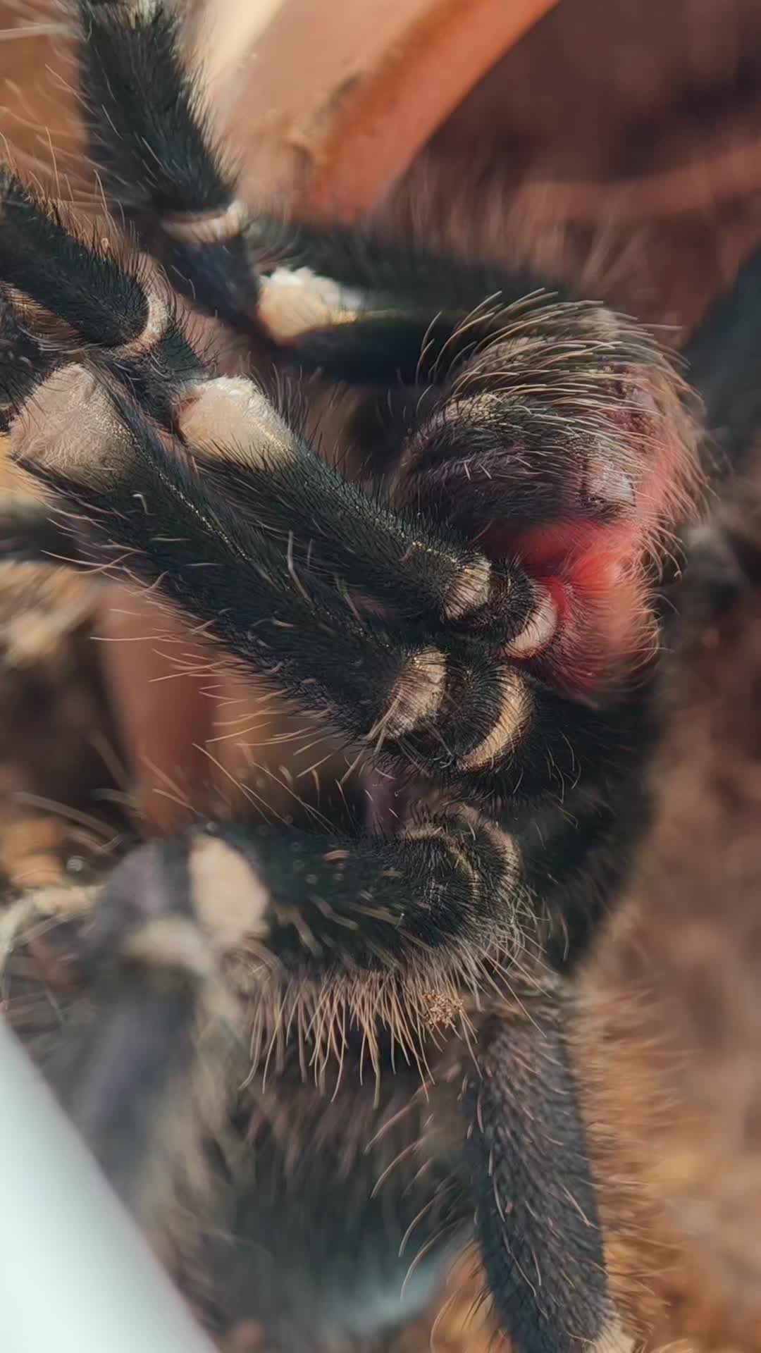 @Bestiesbeasties