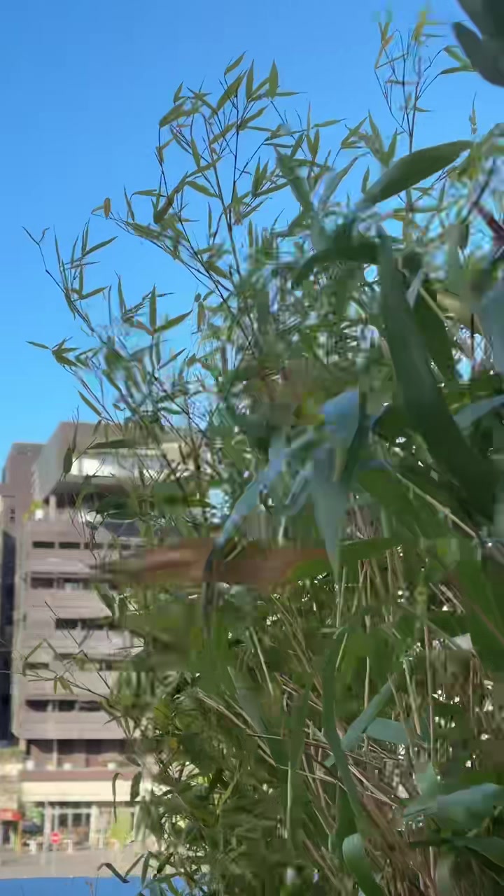@🇦🇲🇨🇵