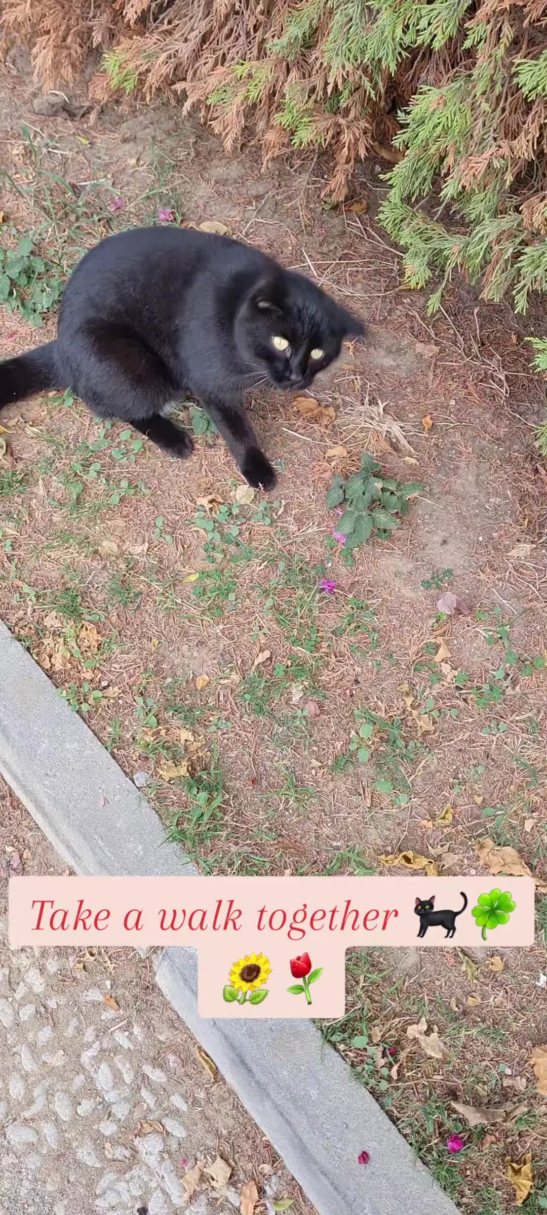@Mira Lynn🐱🐾