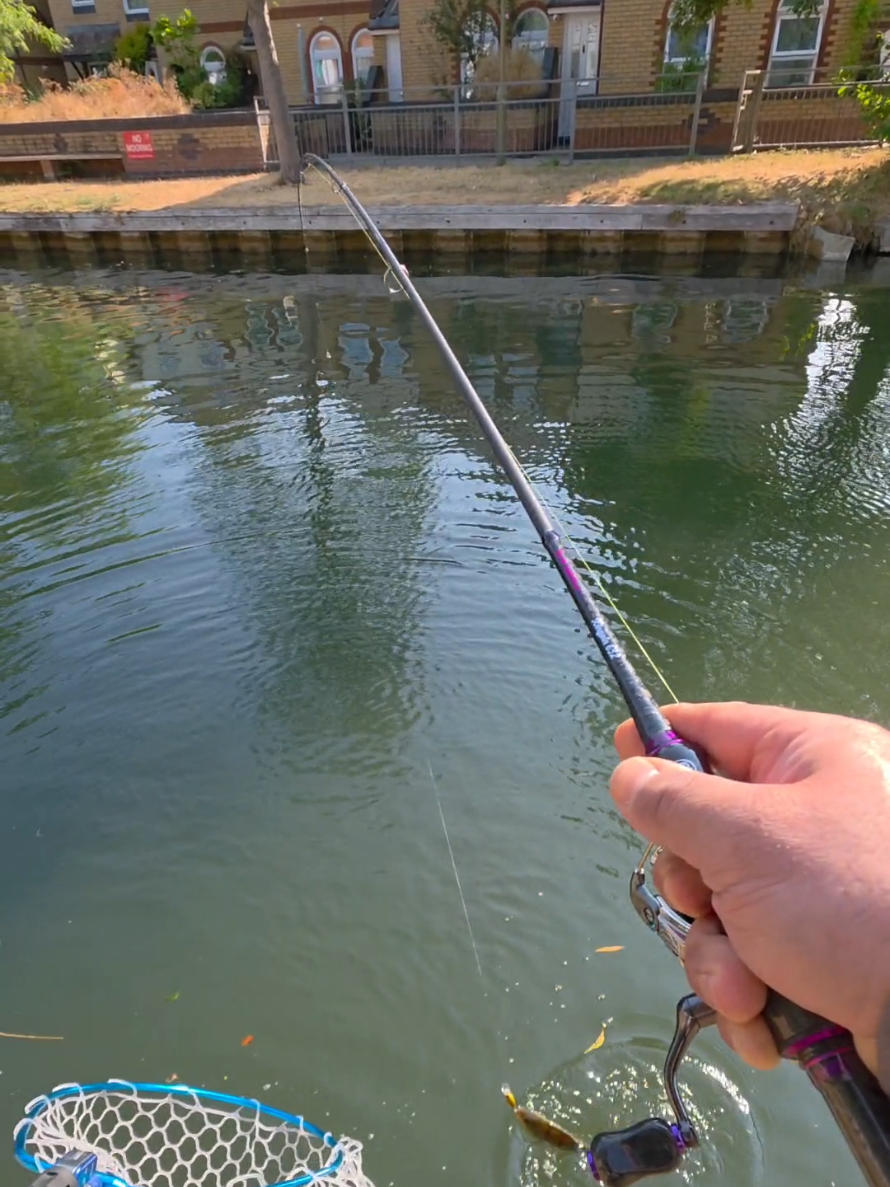@BF Angler