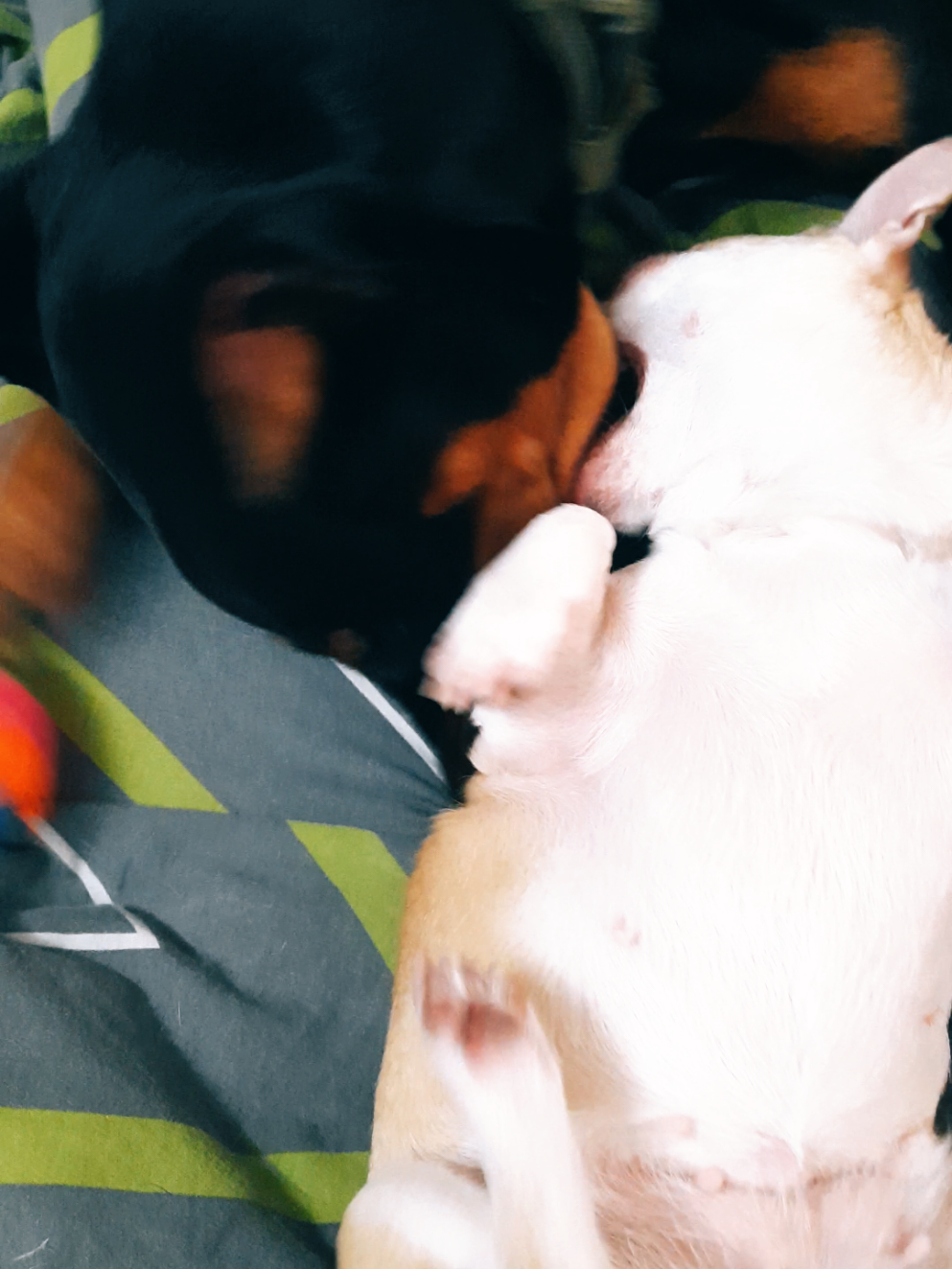 @eni.pets💎
