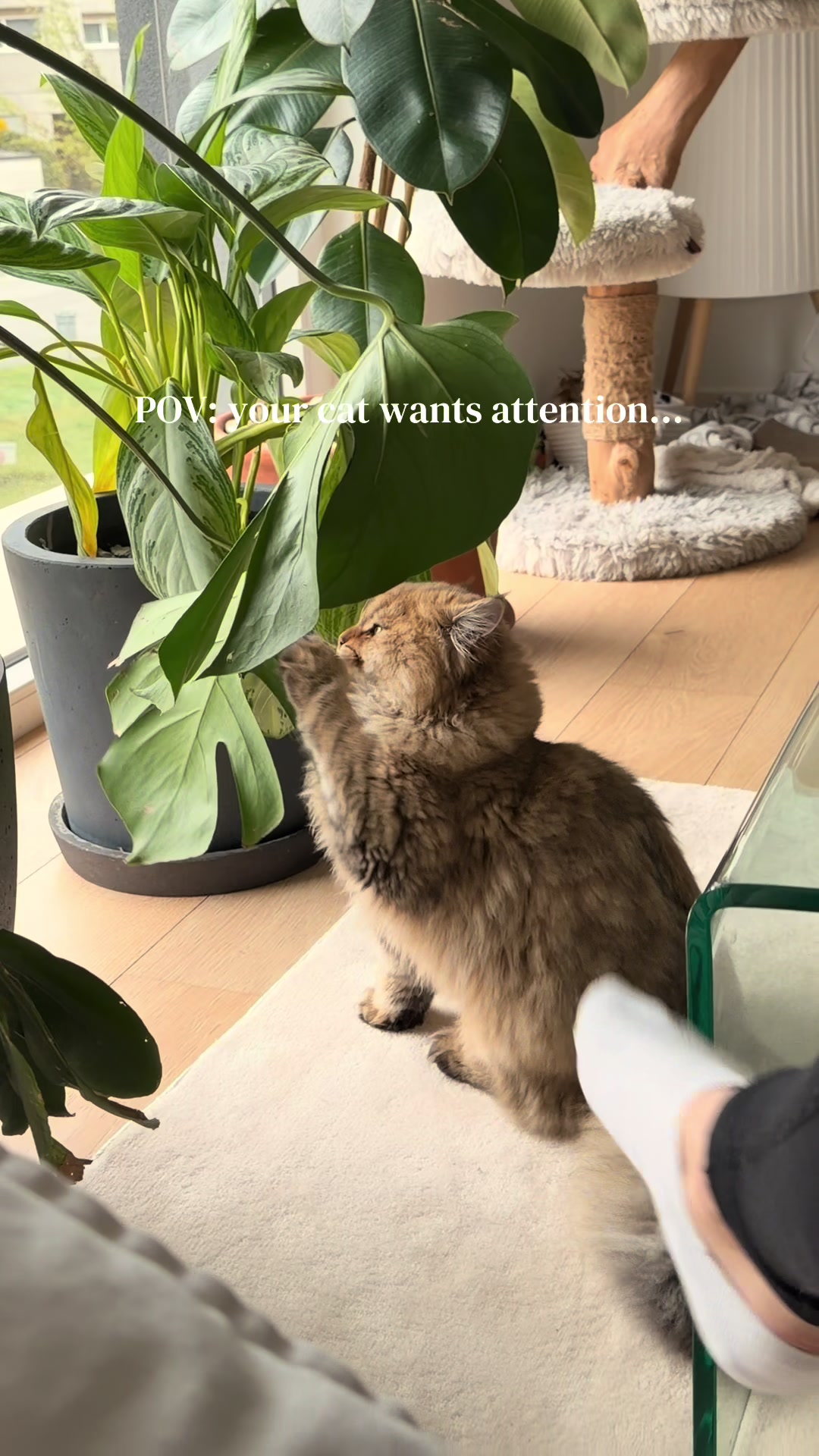 @Tommy the cat