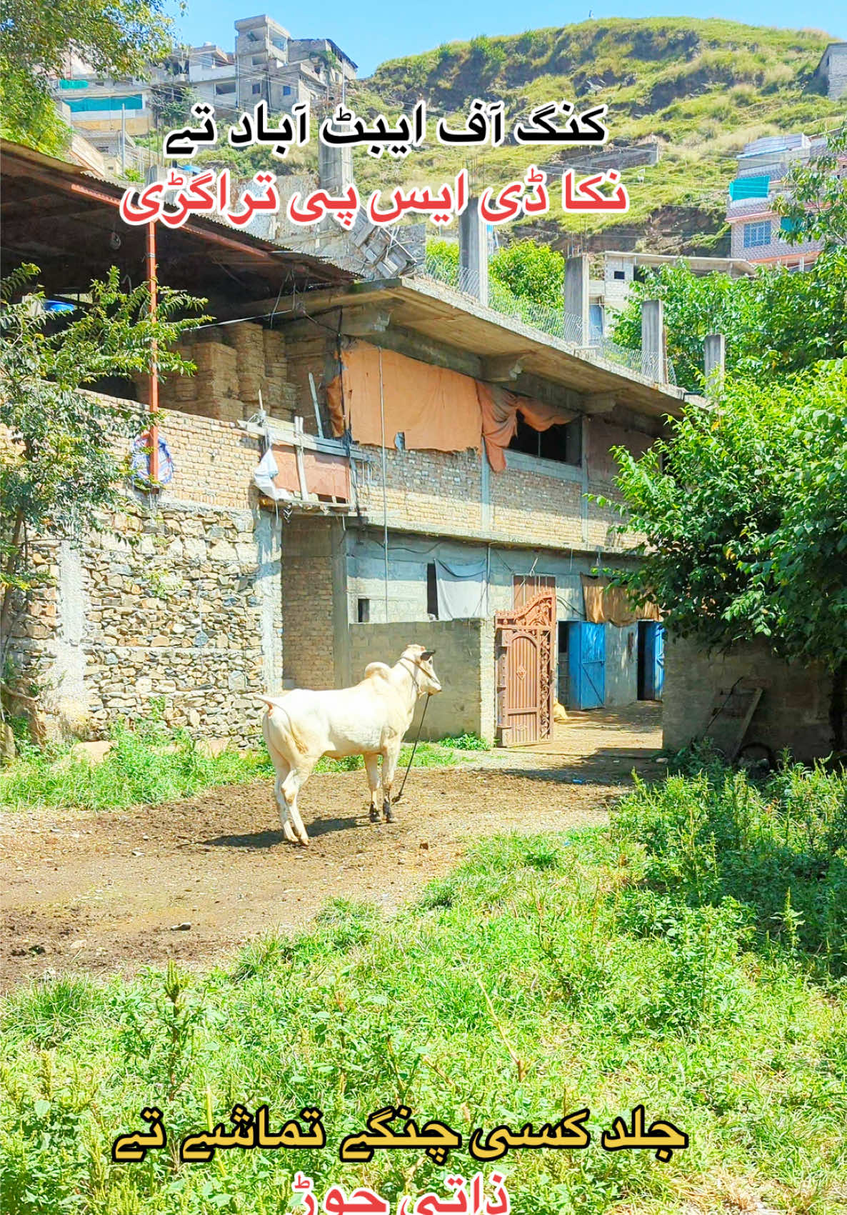 @محمد جنید (ایبٹ آباد)