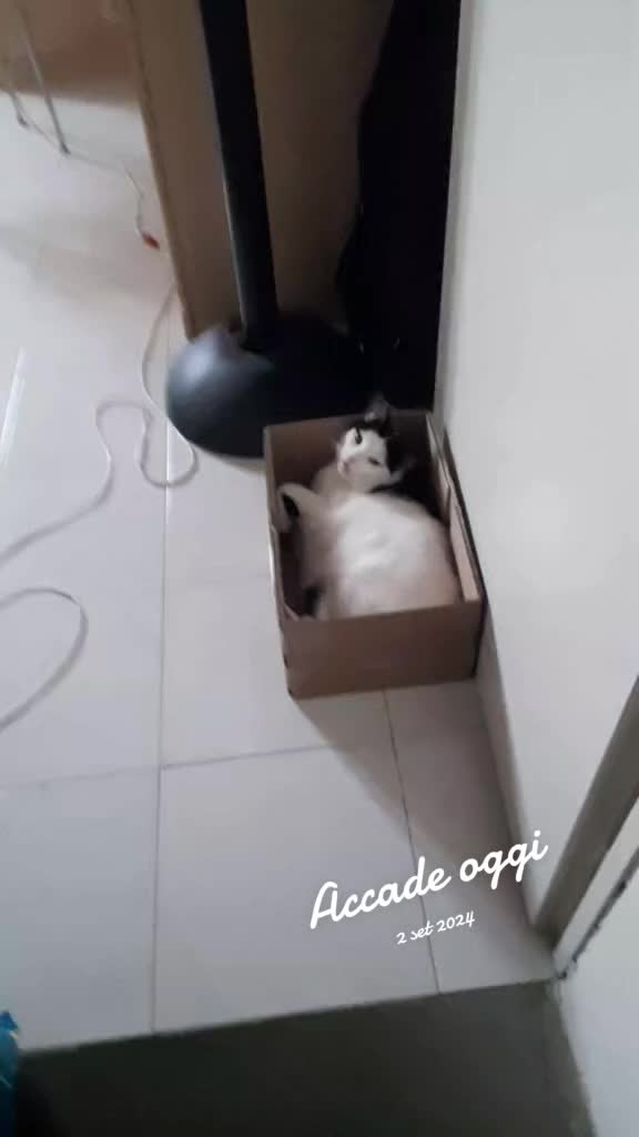 @ULISSE SOLOMITA