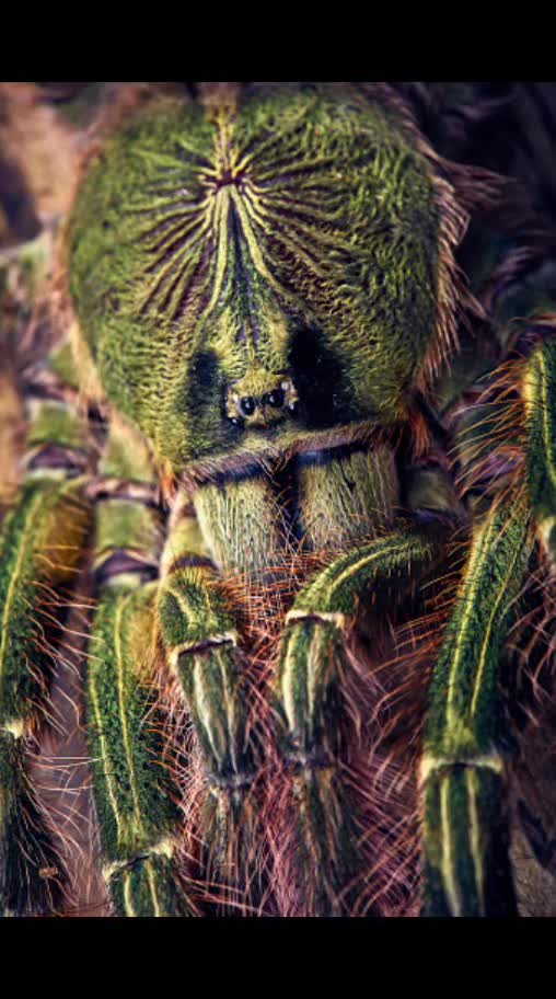 @robs BIG SPIDERS!!!