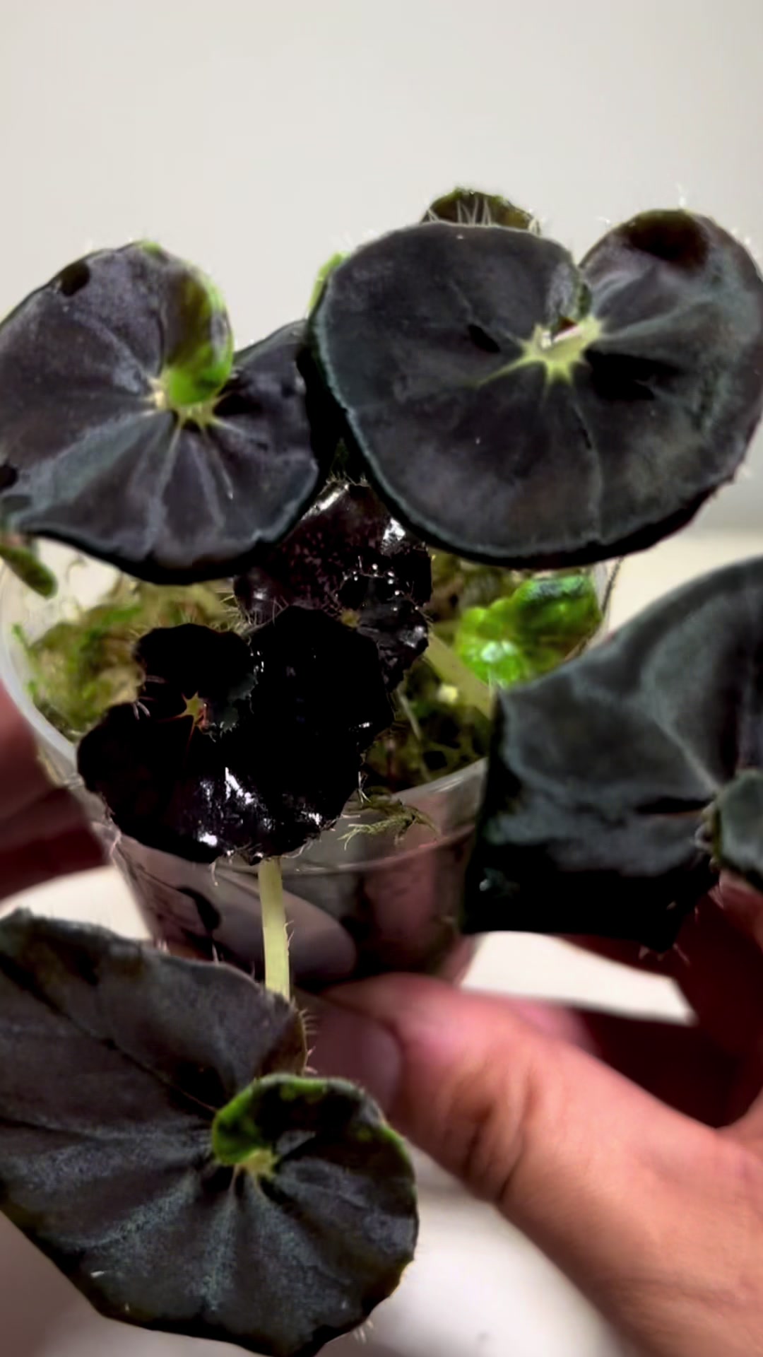 @About The Plant