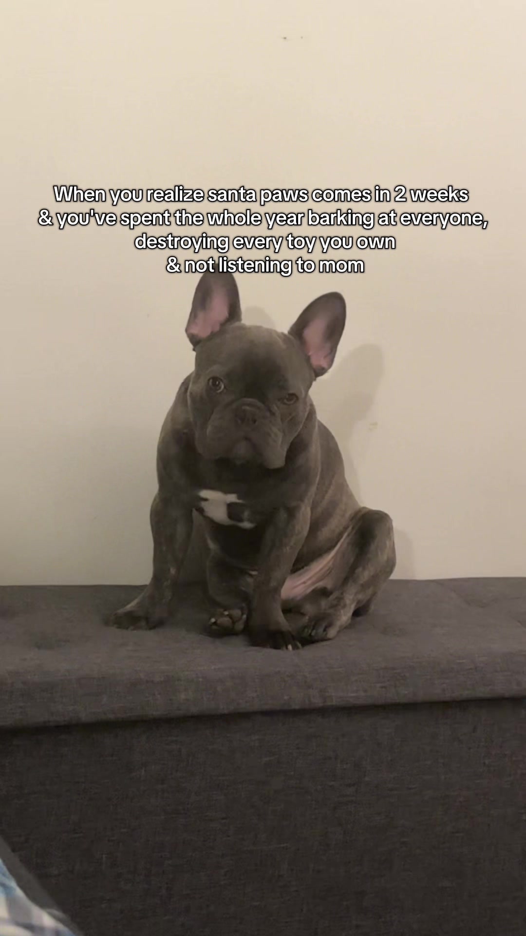 @Bose the frenchie