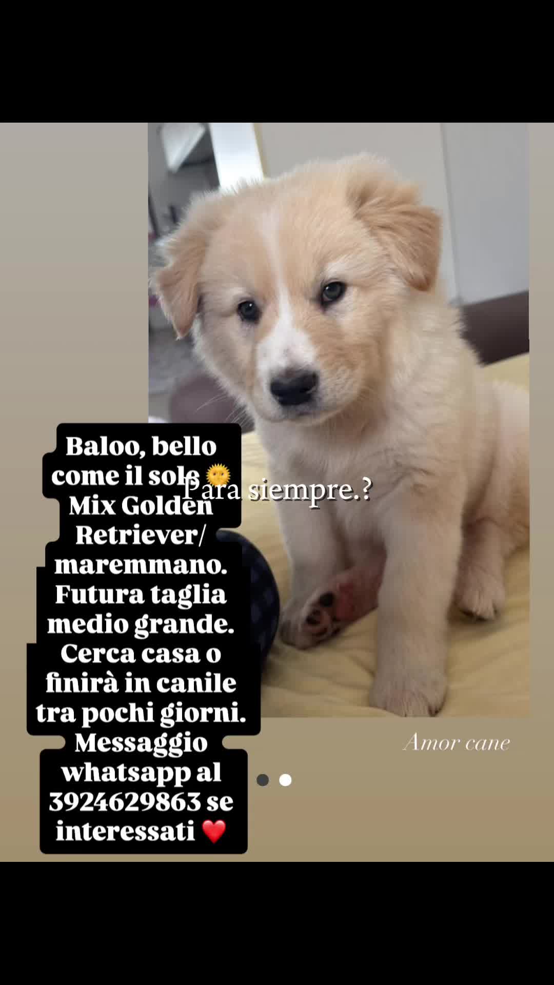 @Amor cane