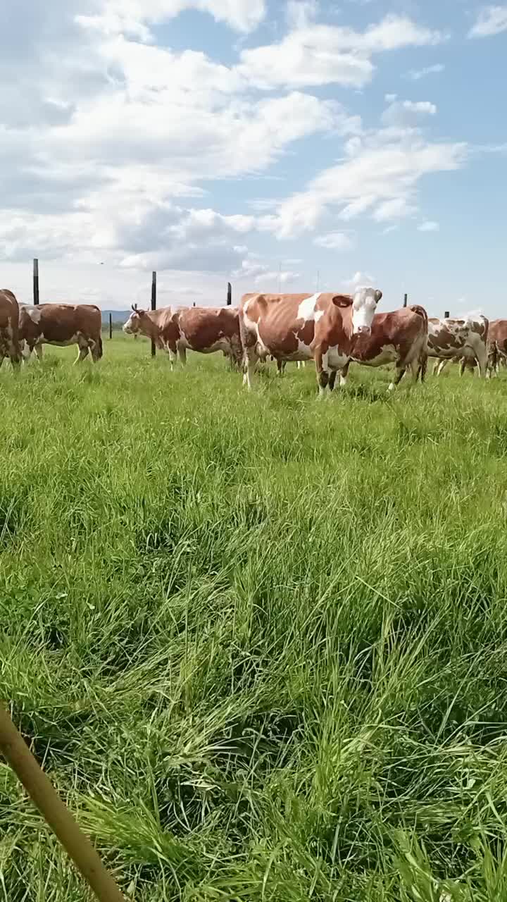 @Alin Marţii