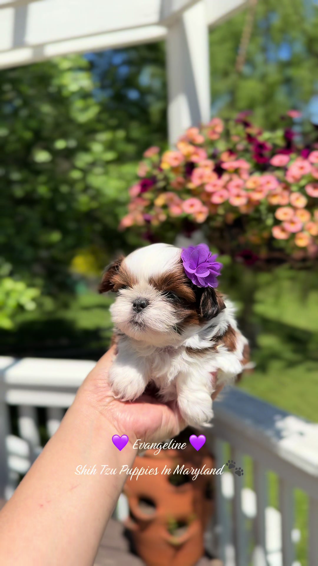 @Shih Tzu Puppies in Maryland