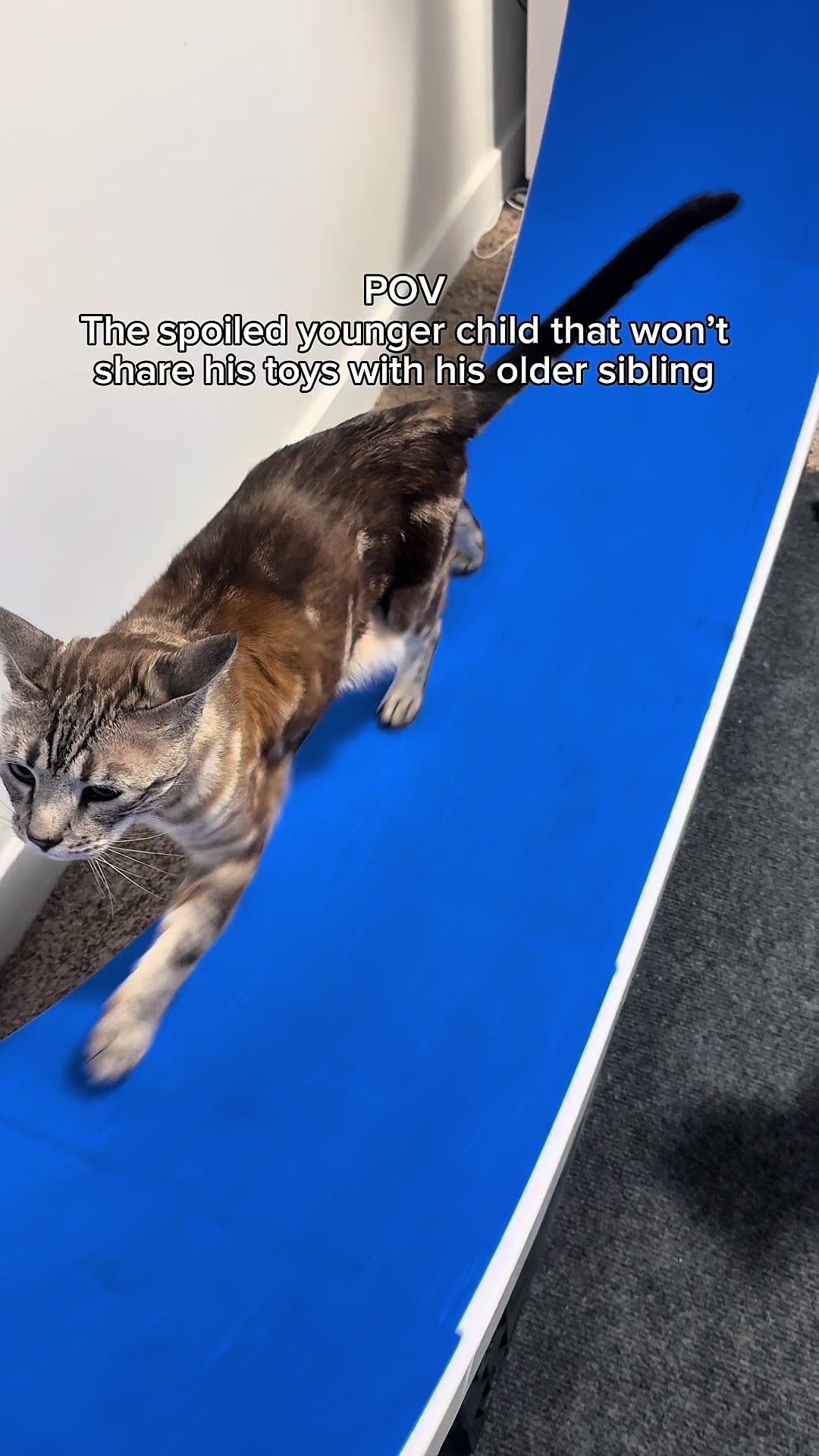 @Three Nawty Cats