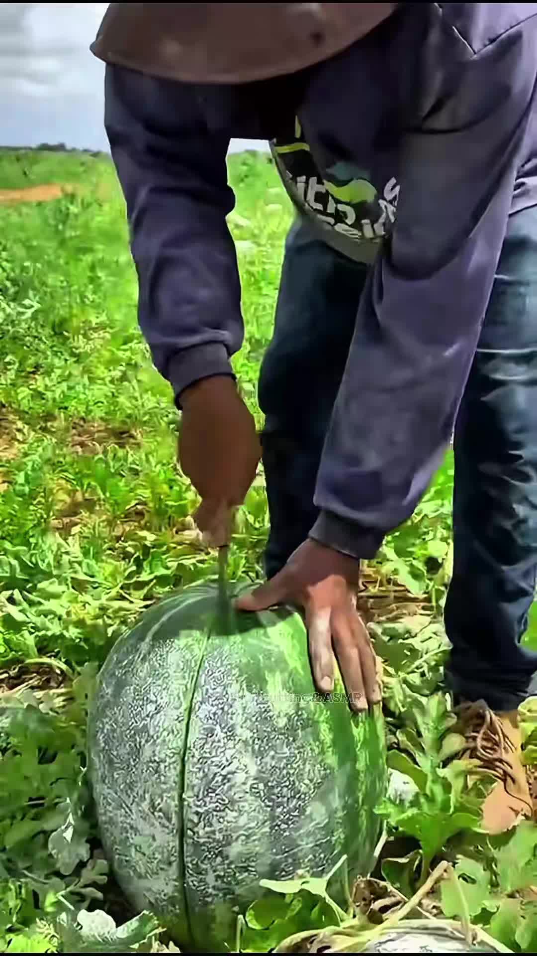 @Fruits🍑 Video