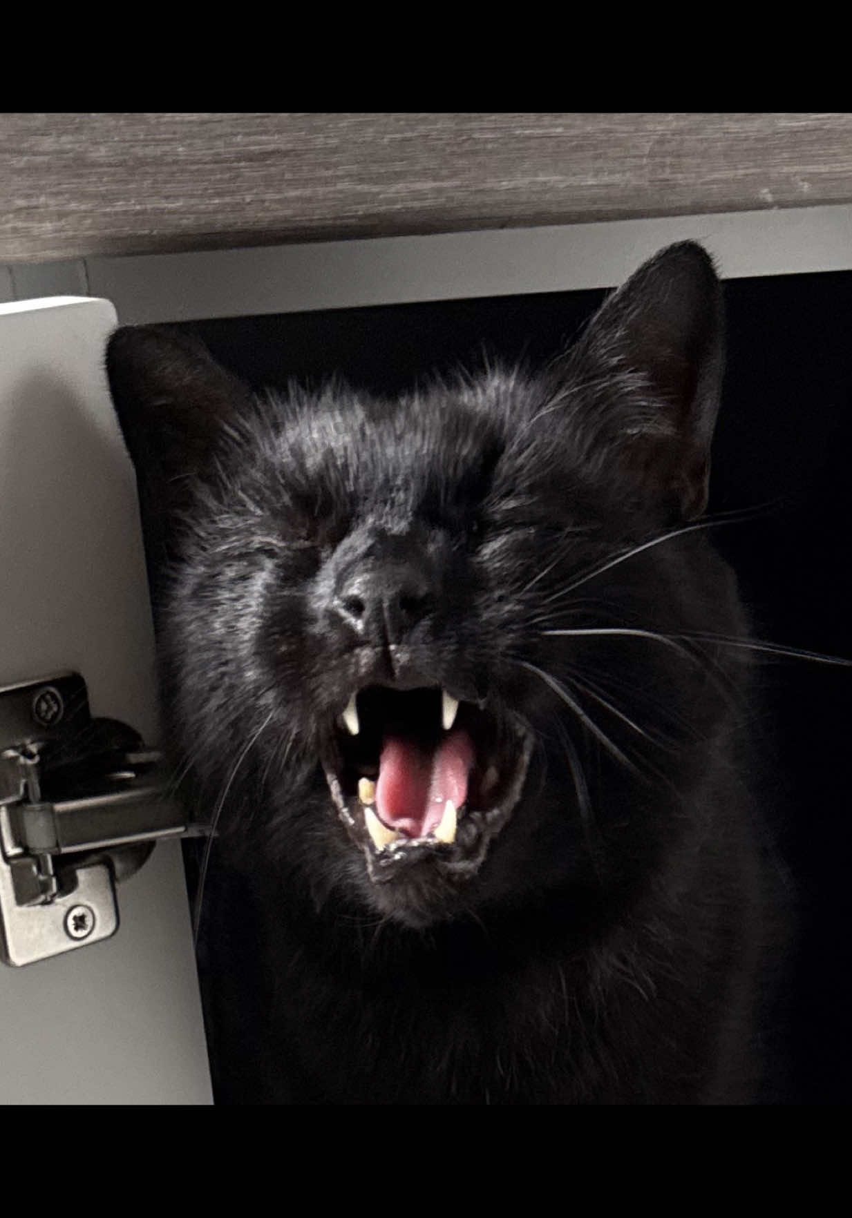@Teefie_tribe 🐈⬛🐈⬛🐈🦷🦷