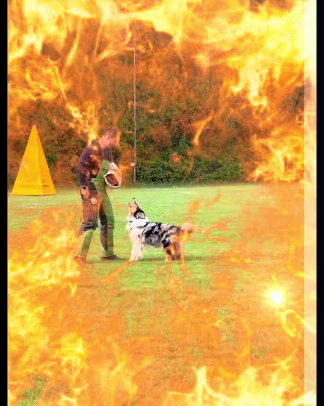 @thedogsportscoach
