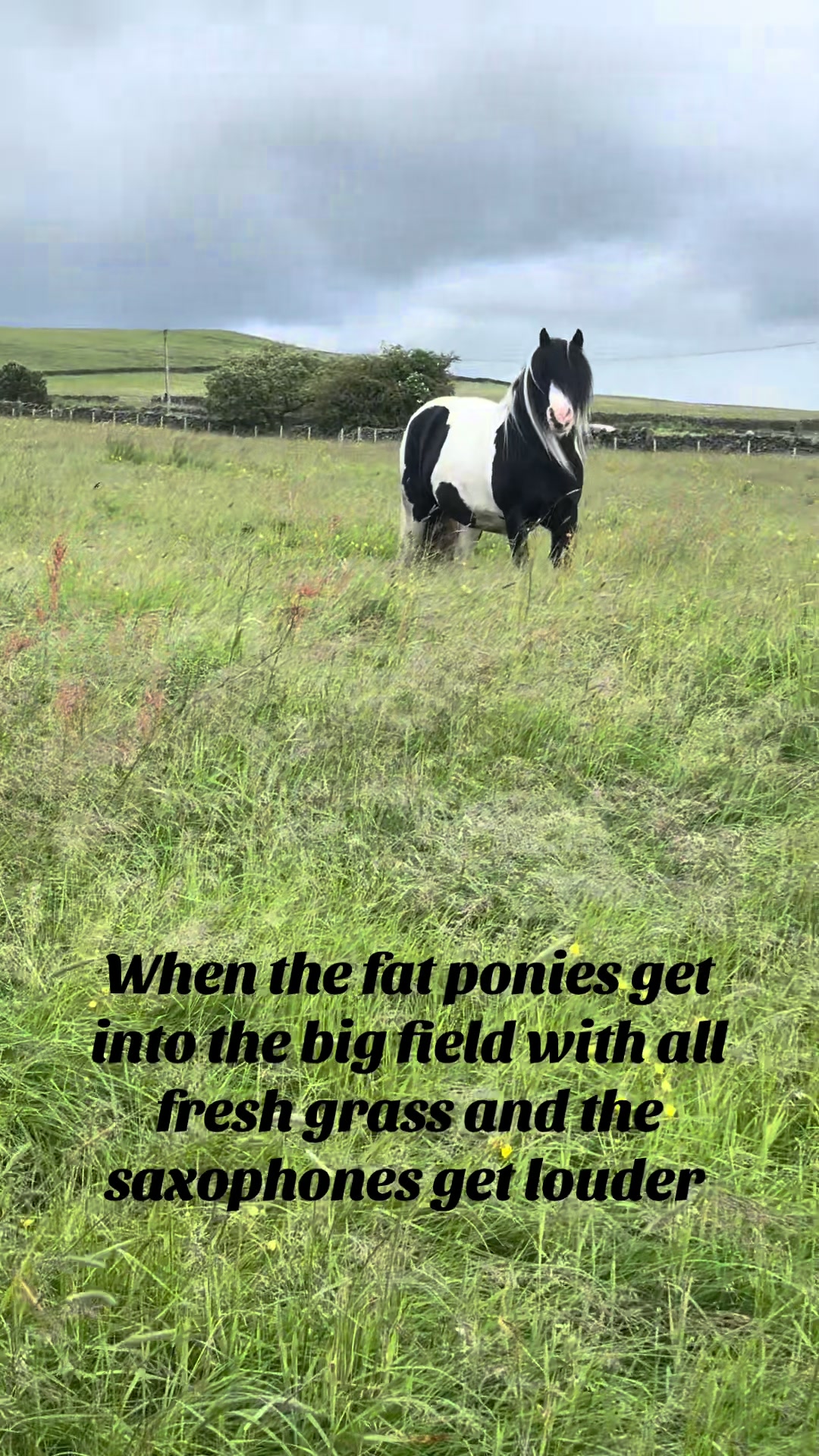 @diamondponyparties