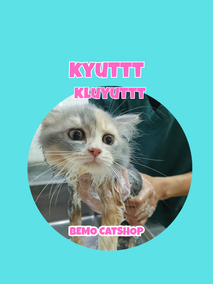 @Bemo Catshop