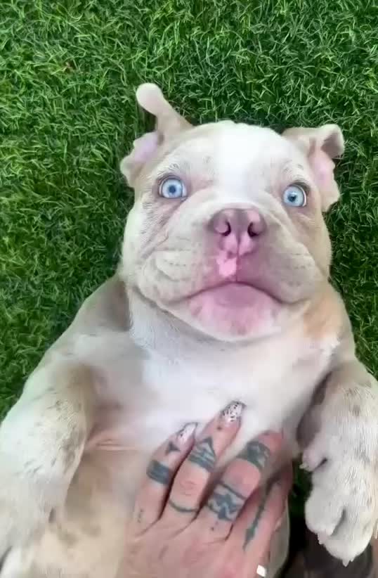 @Mascotas ,cachorritos bonitos