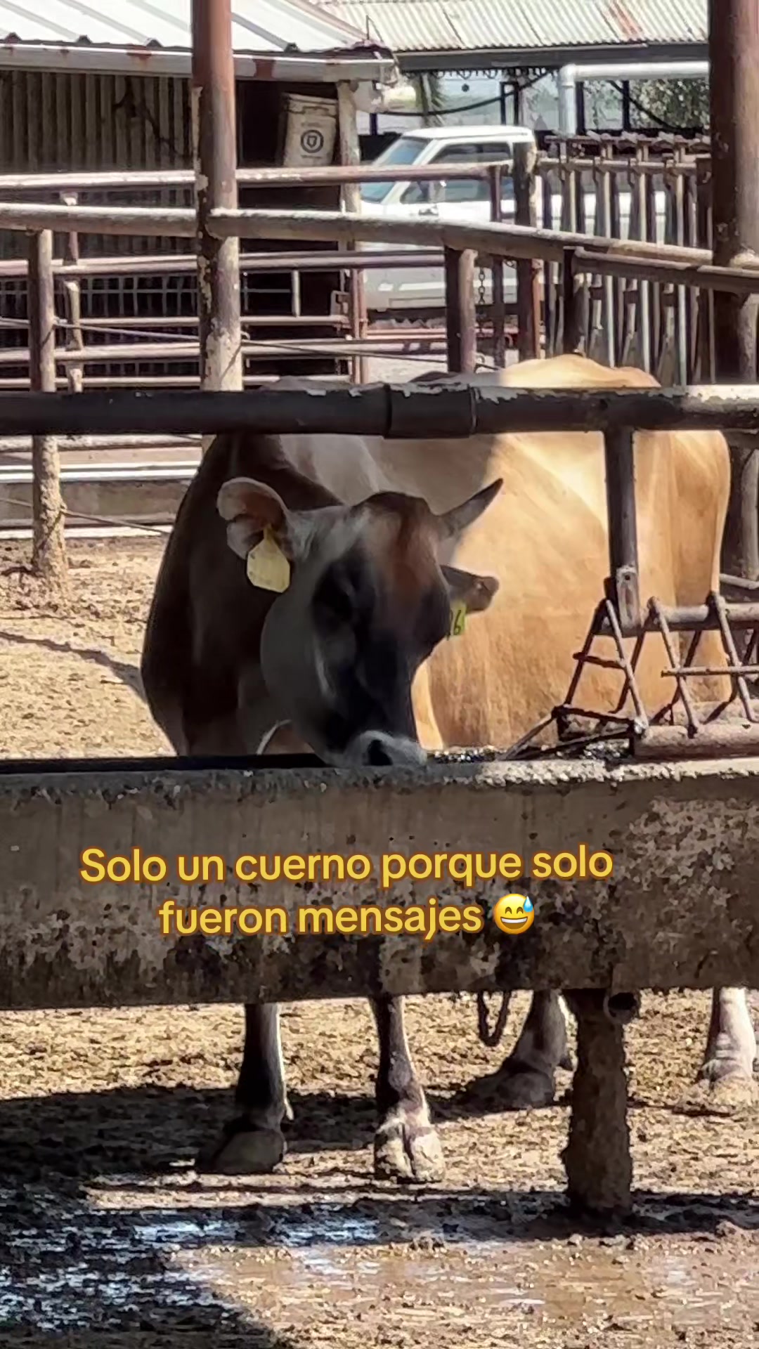 @El chespi🐄