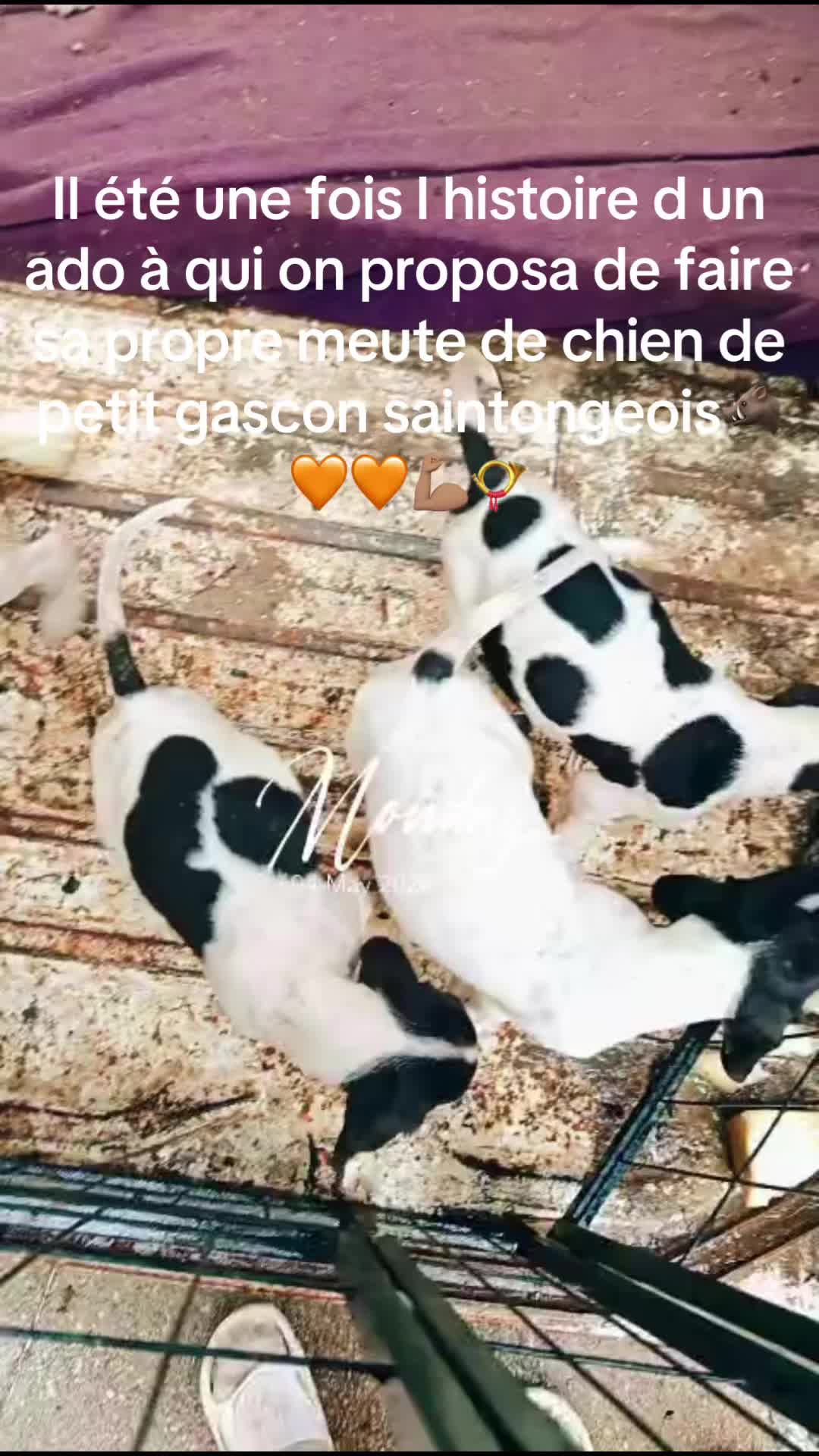 @passion du chien courant