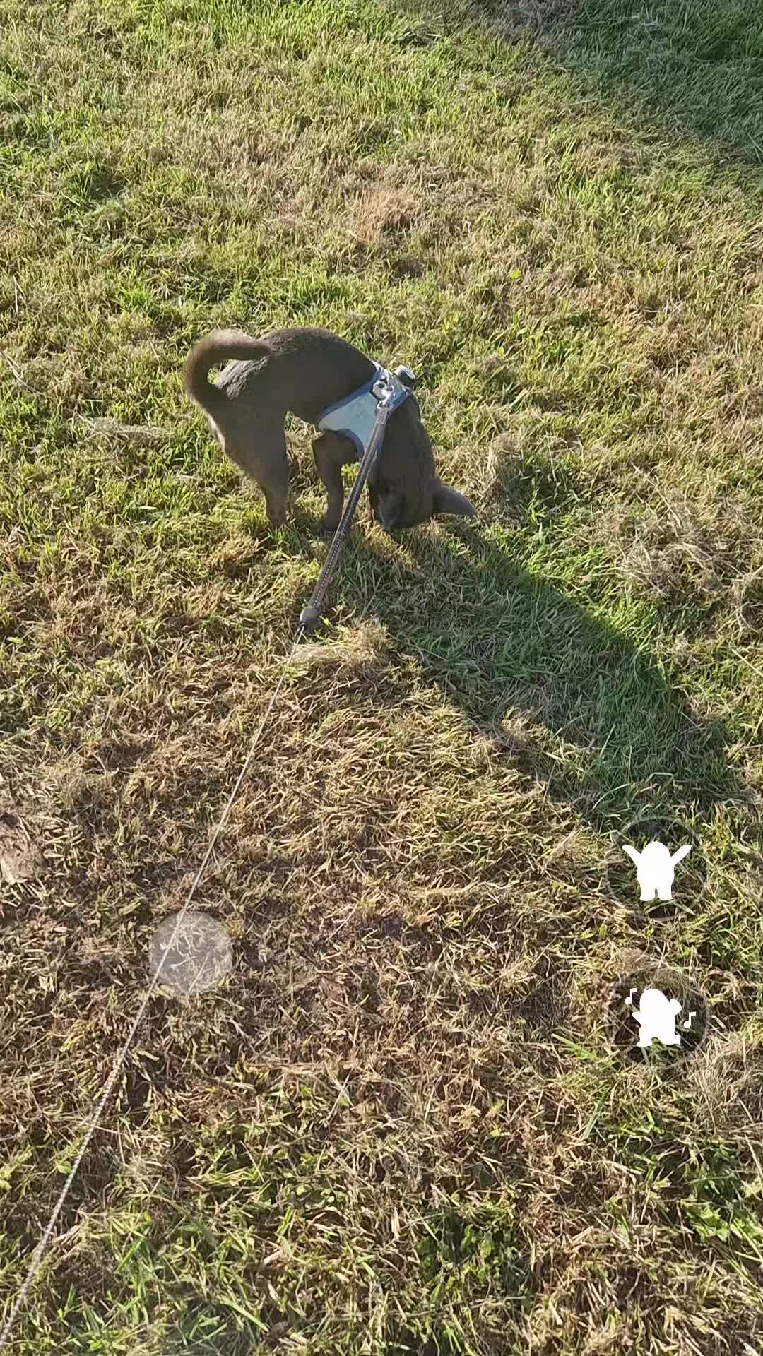@Stéphy🐕🩷🤍🐶