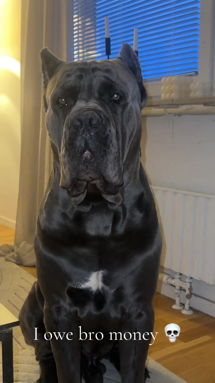 @CaneCorsoAres